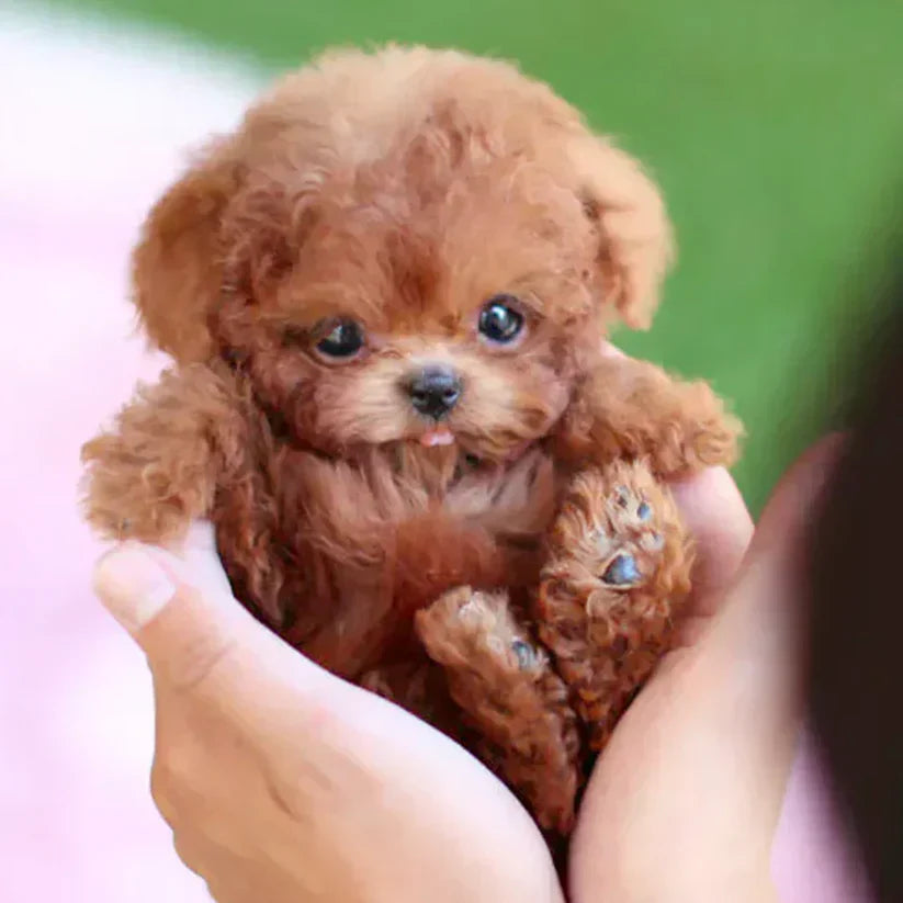 The Realistic Companion🐶My Realistic Robot Puppy